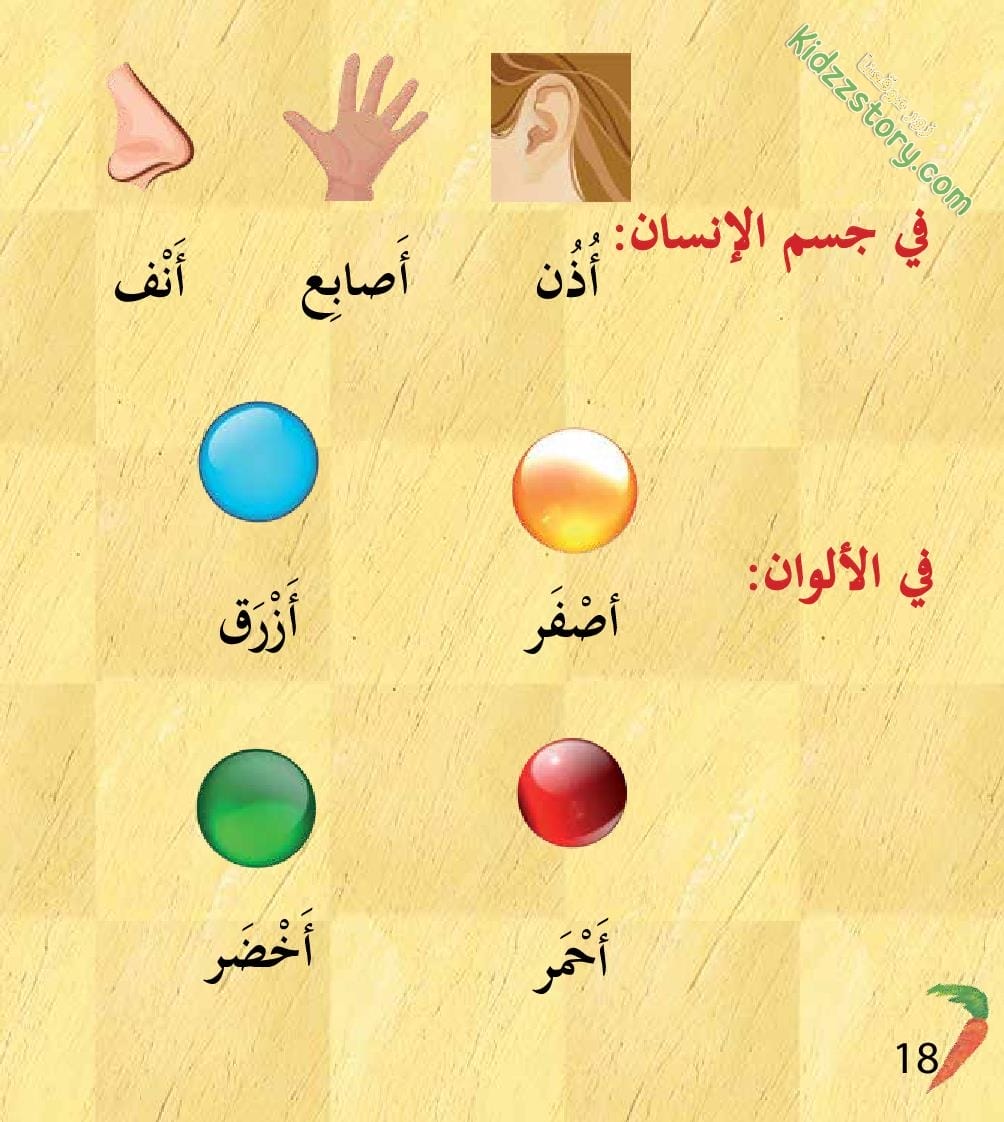 أوشي الأرنب الأكول أوشي الأرنب الأكول - الصورة 18