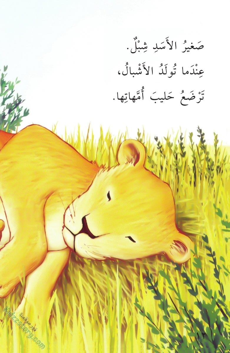 صغار الحيوانات صغار الحيوانات - الصورة 13