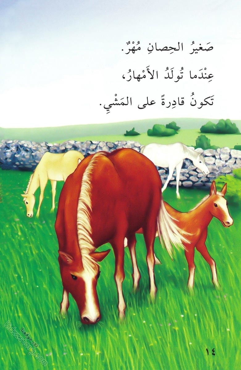 صغار الحيوانات صغار الحيوانات - الصورة 15