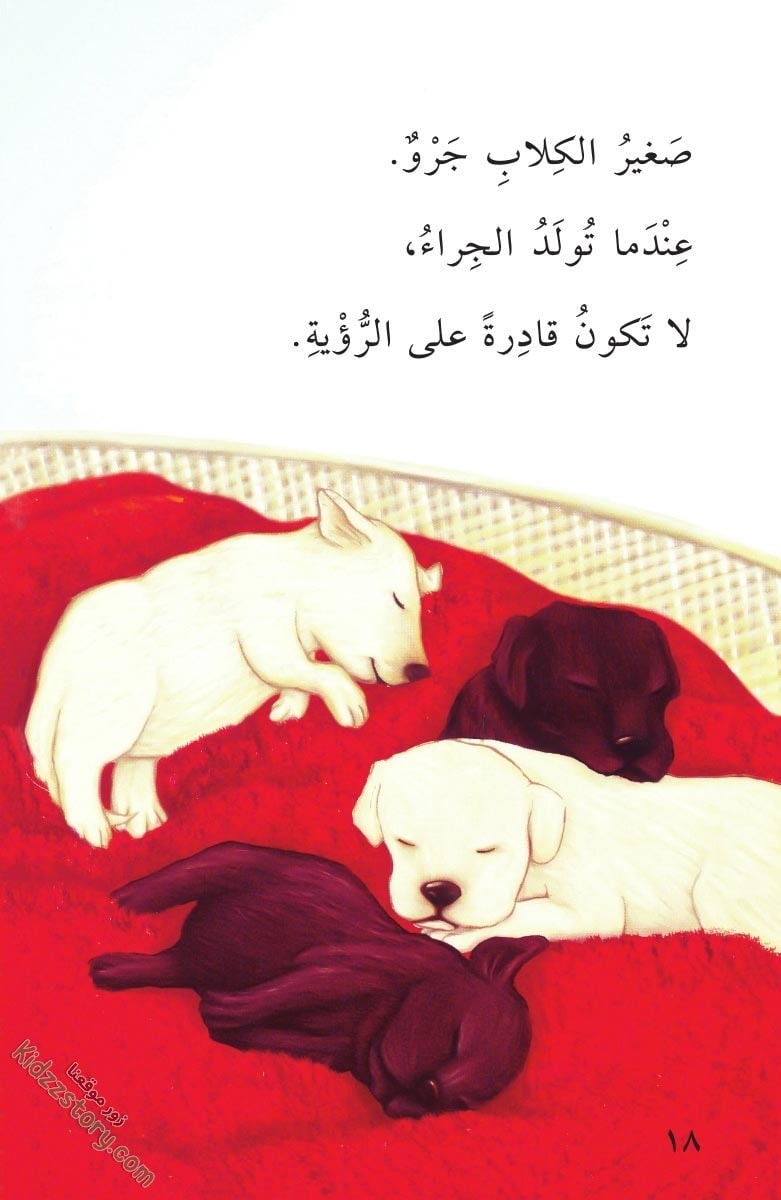 صغار الحيوانات صغار الحيوانات - الصورة 19