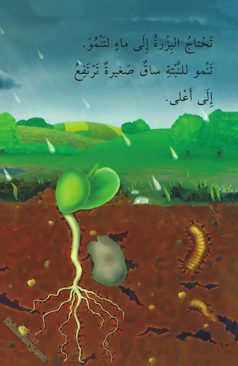 نباتات مدهشة نباتات مدهشة - الصورة 11