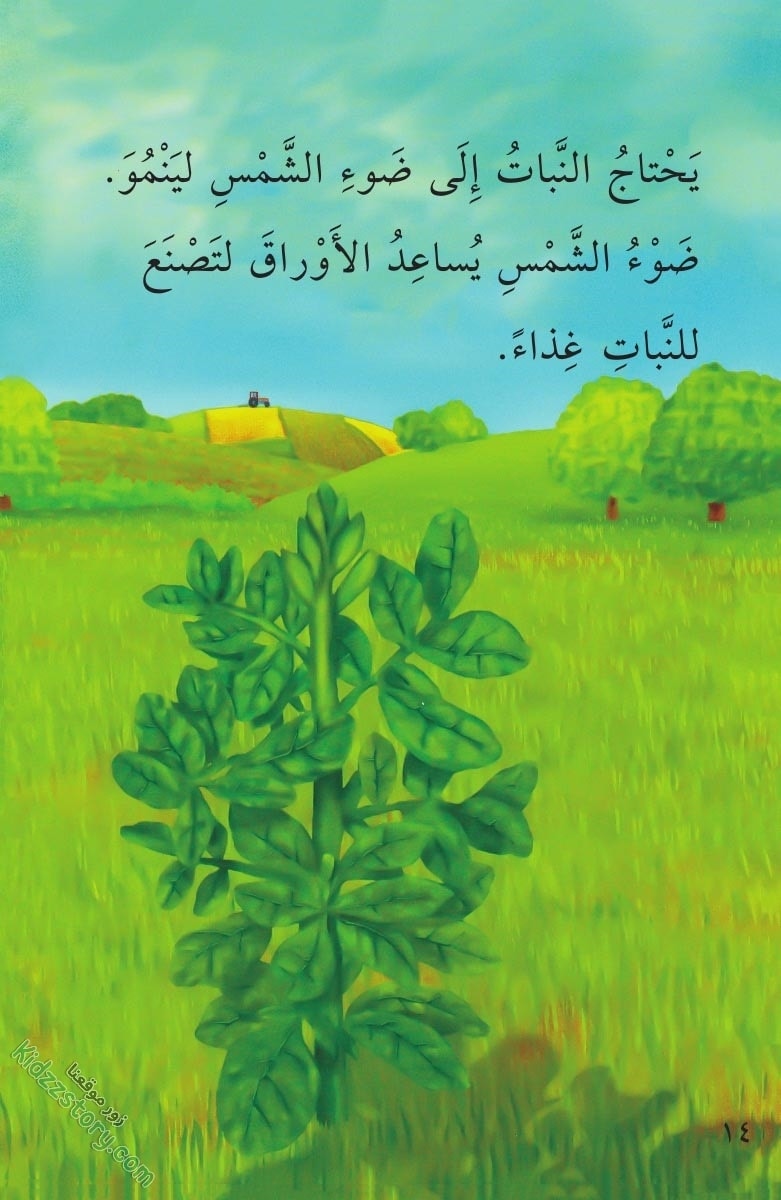 نباتات مدهشة نباتات مدهشة - الصورة 15