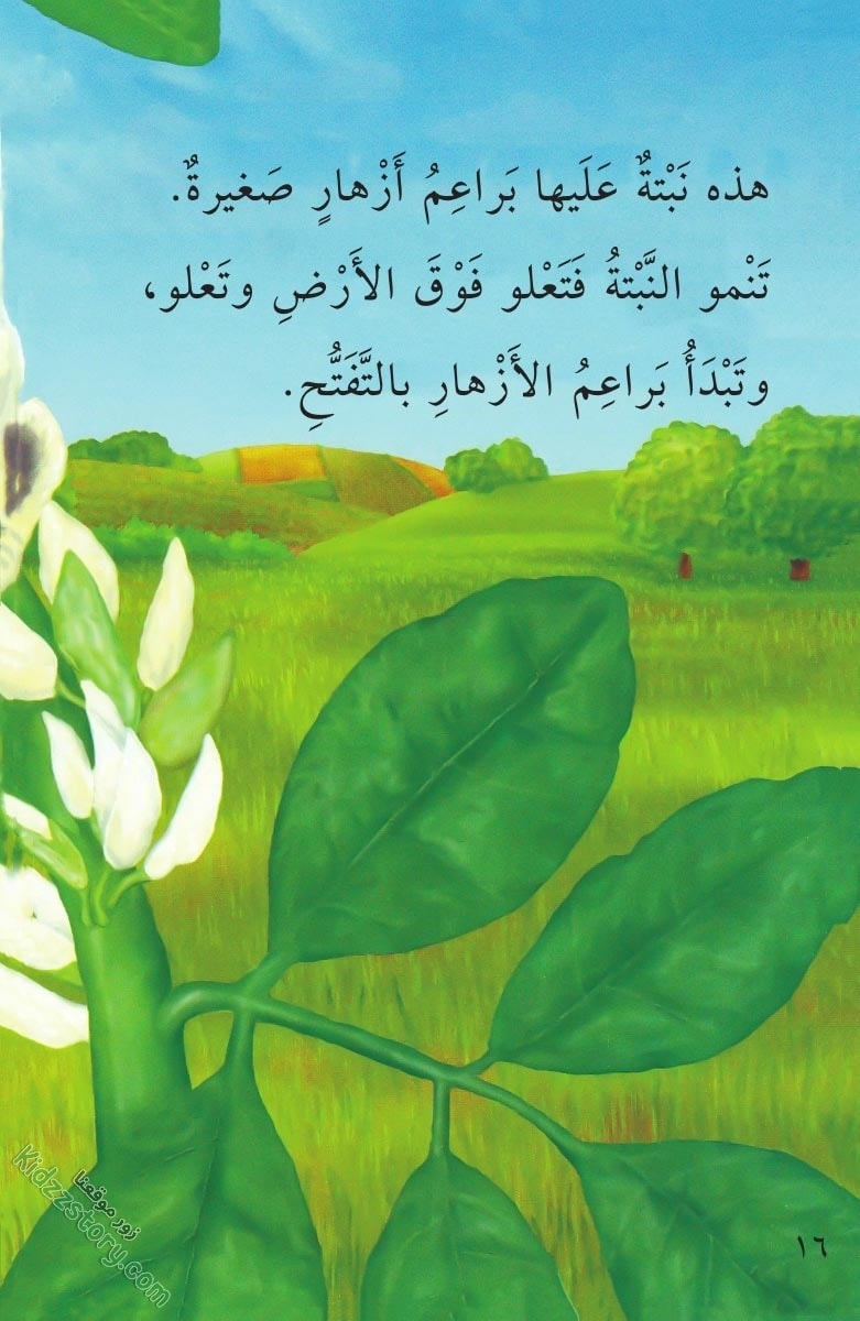 نباتات مدهشة نباتات مدهشة - الصورة 17