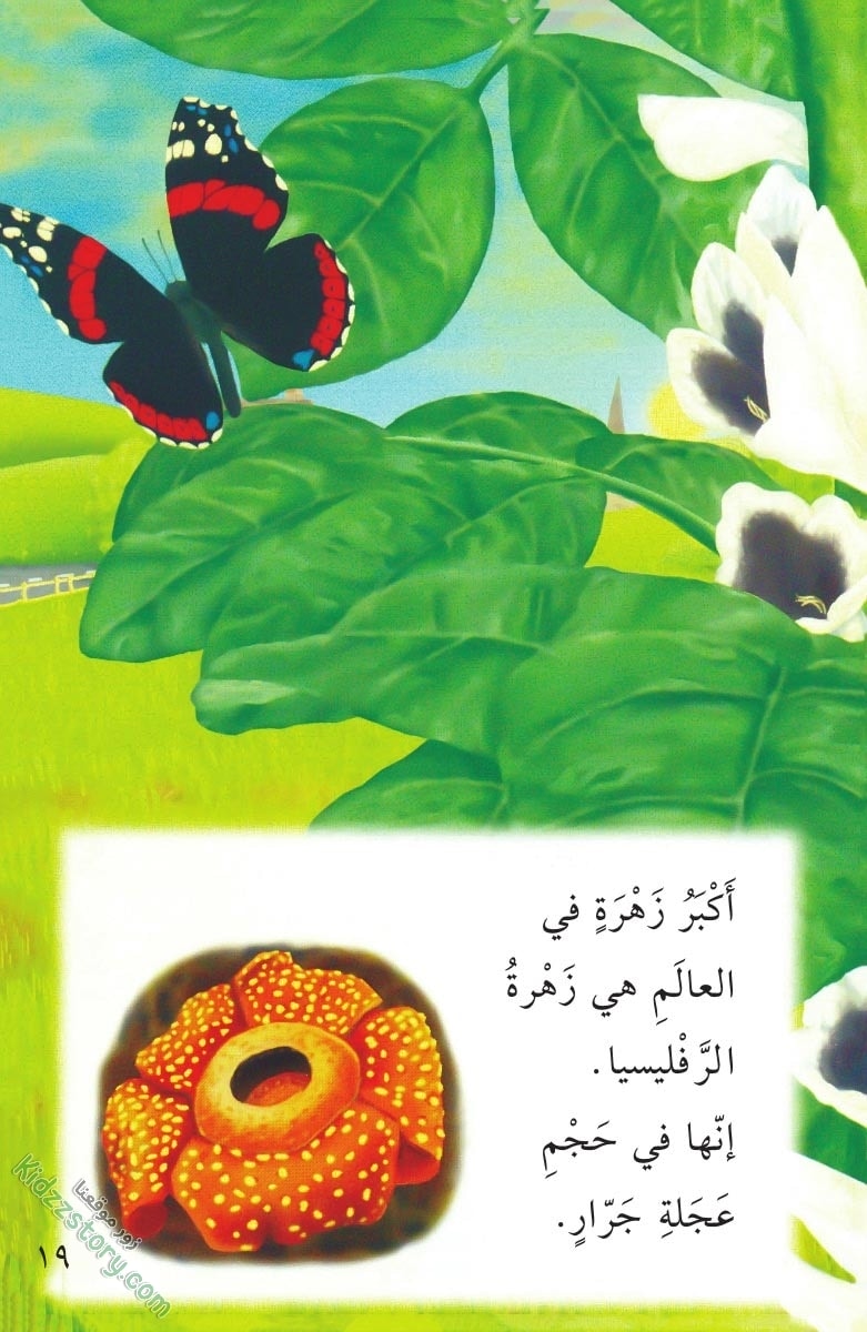 نباتات مدهشة نباتات مدهشة - الصورة 20
