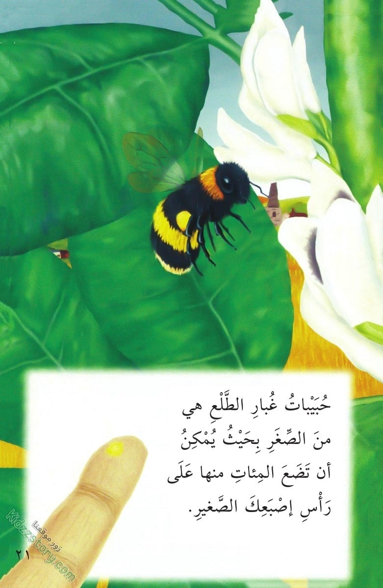 نباتات مدهشة نباتات مدهشة - الصورة 22