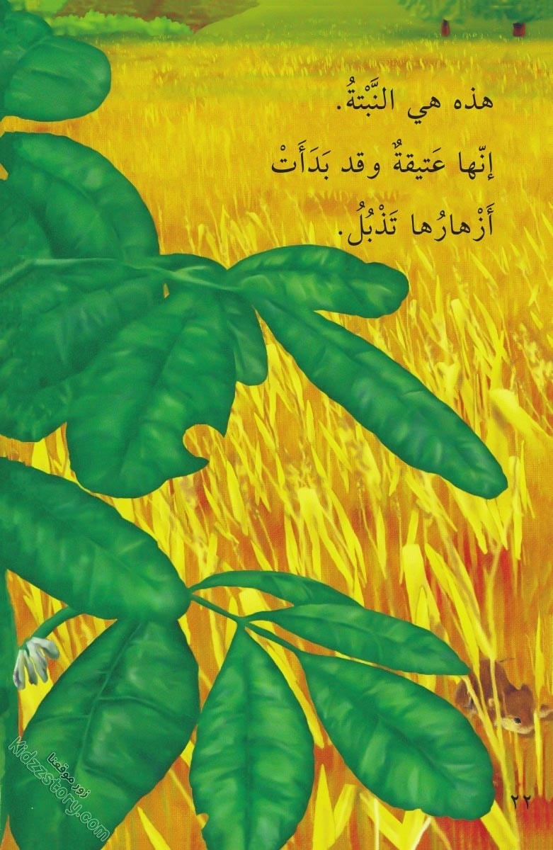 نباتات مدهشة نباتات مدهشة - الصورة 23