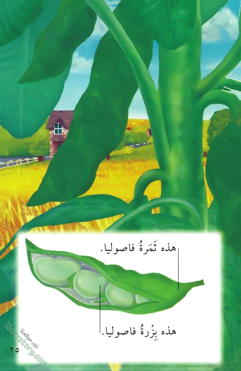 نباتات مدهشة نباتات مدهشة - الصورة 26