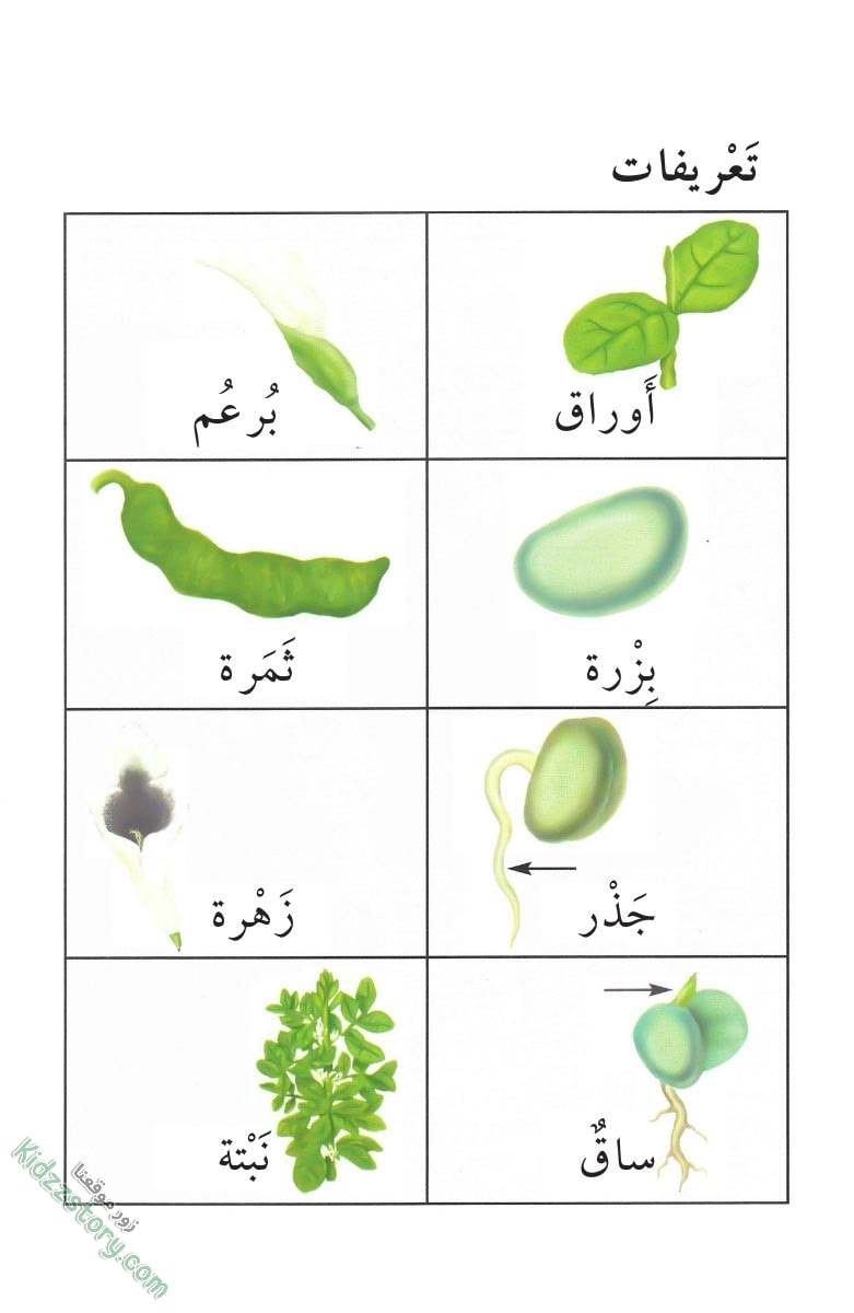 نباتات مدهشة نباتات مدهشة - الصورة 31